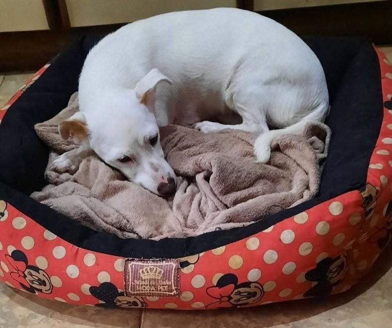 Branquinha, cadela de porte pequeno para adoção em Três de Maio - RS — foto 3 de 3