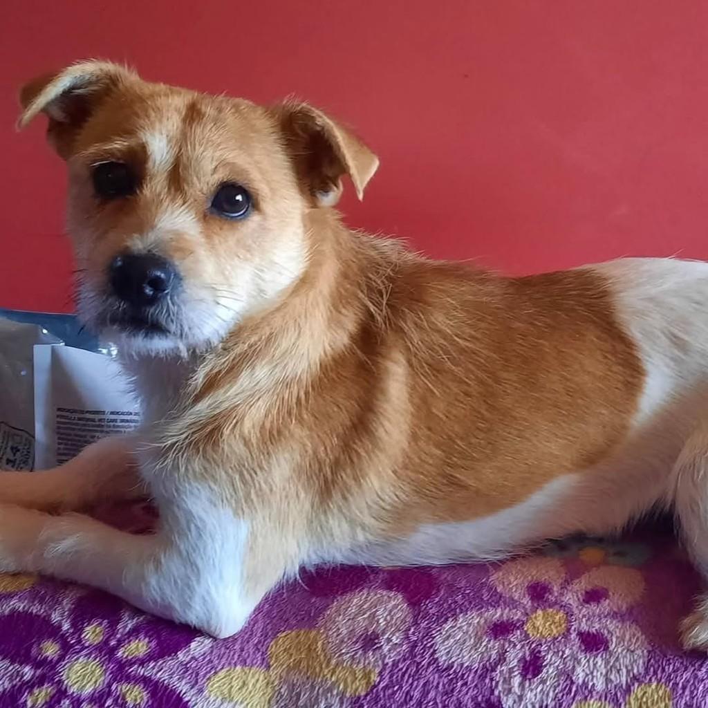 Pompom, cadela de porte pequeno para adoção em Três de Maio - RS
