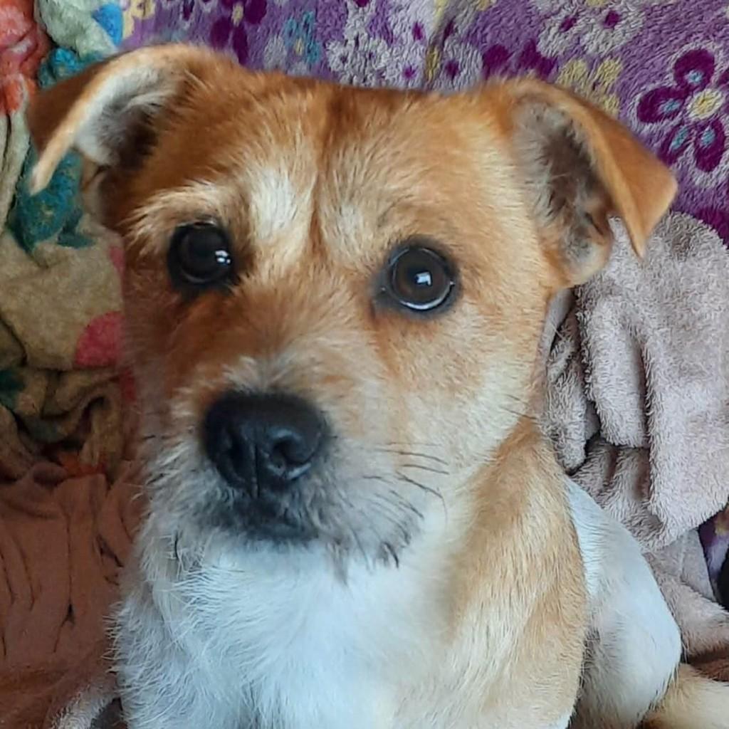 Pompom, cadela de porte pequeno para adoção em Três de Maio - RS — foto 2 de 3