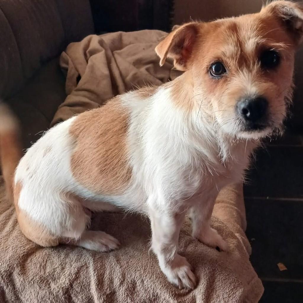 Pompom, cadela de porte pequeno para adoção em Três de Maio - RS — foto 3 de 3