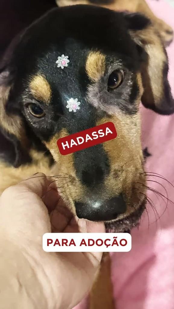 Hadassa, cadela de porte médio para adoção em São Paulo - SP