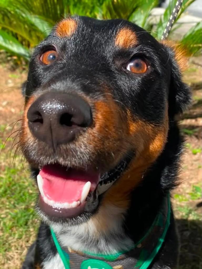 Bacco, cachorro de porte médio para adoção em São Paulo - SP