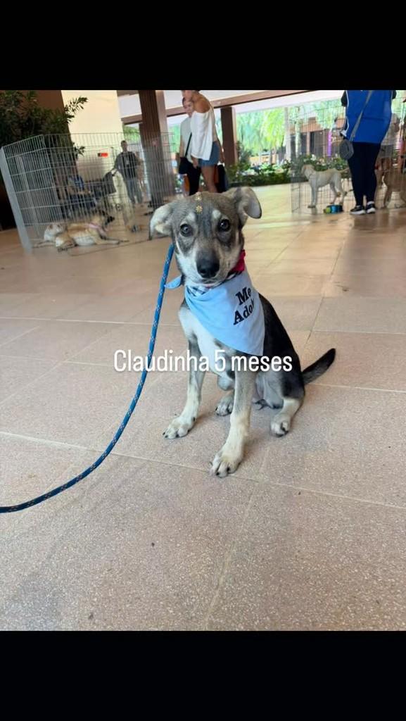 Claudinha, cachorro de porte pequeno para adoção em São Paulo - SP