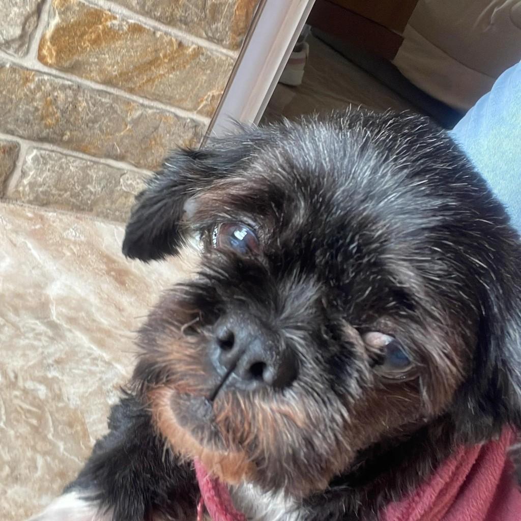 Mel, cachorro de porte pequeno para adoção em São Paulo - SP