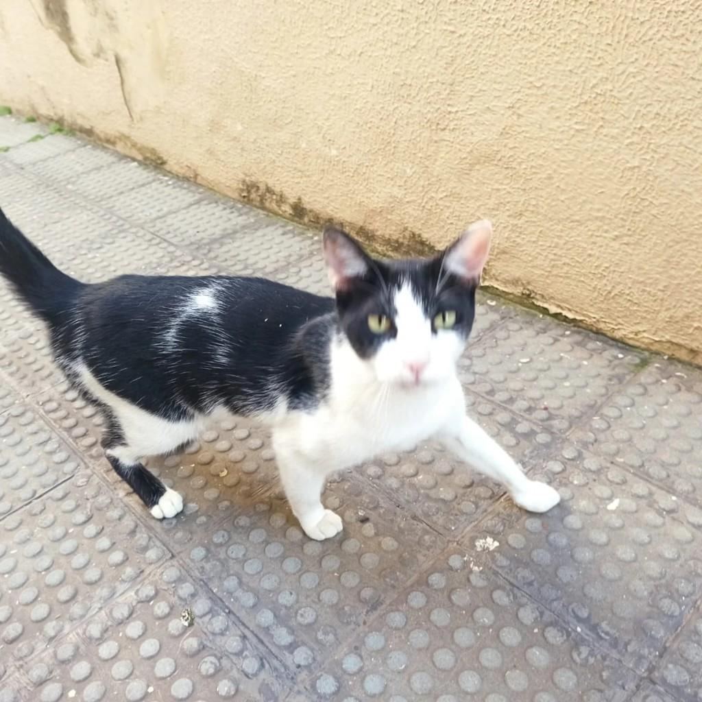 Buchecha, gato de porte médio para adoção em São Paulo - SP