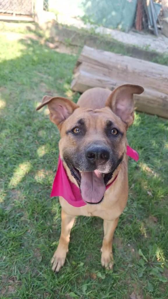Cindy, cachorro de porte médio para adoção em São Paulo - SP