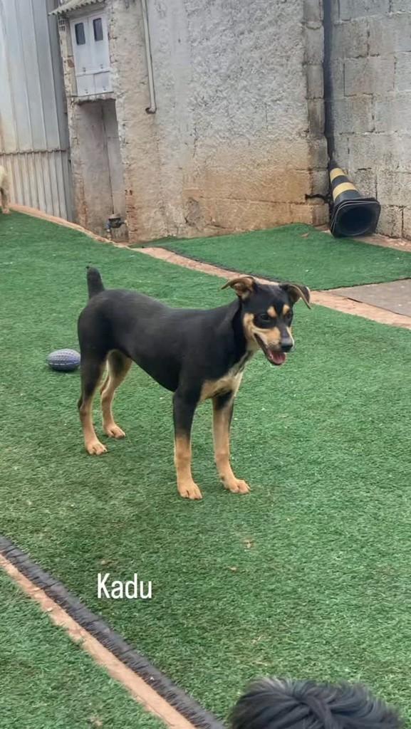 Kadu, cachorro de porte médio para adoção em São Paulo - SP