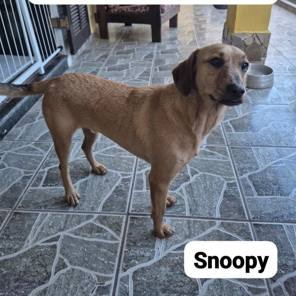 Snoopy, cachorro de porte médio para adoção em São Paulo - SP