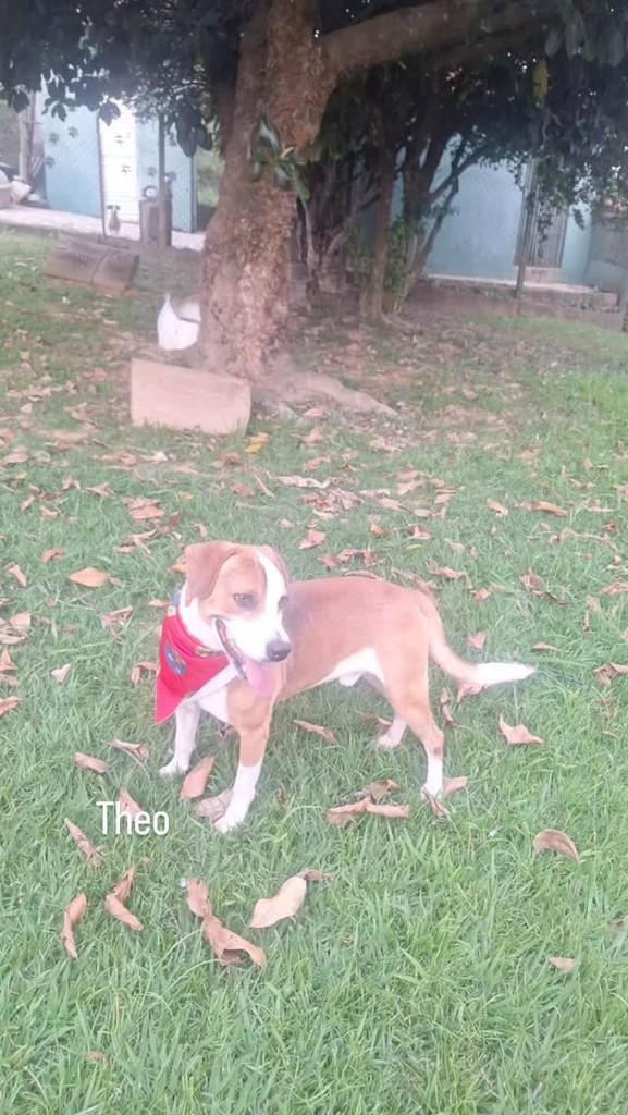 Theo, cachorro de porte médio para adoção em São Paulo - SP