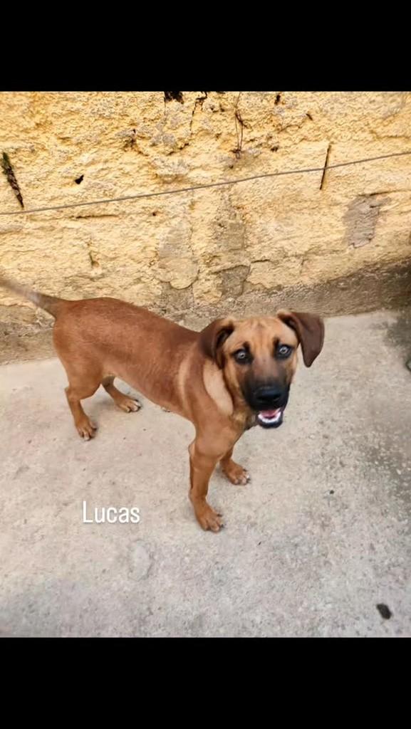 Lucas, cachorro de porte pequeno para adoção em São Paulo - SP