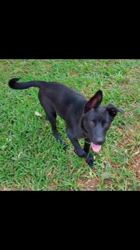 LeBron, cachorro de porte pequeno para adoção em São Paulo - SP