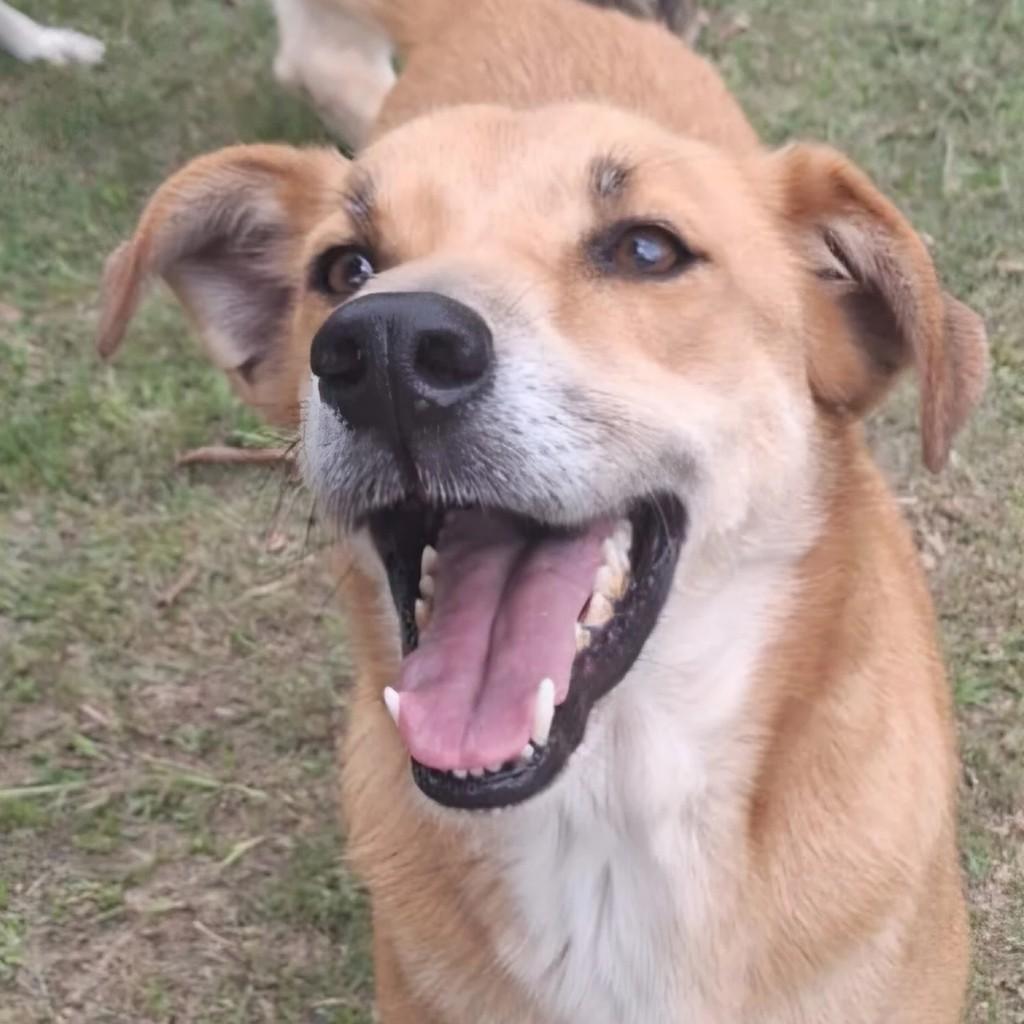 Caramelo, cachorro de porte médio para adoção em São Paulo - SP