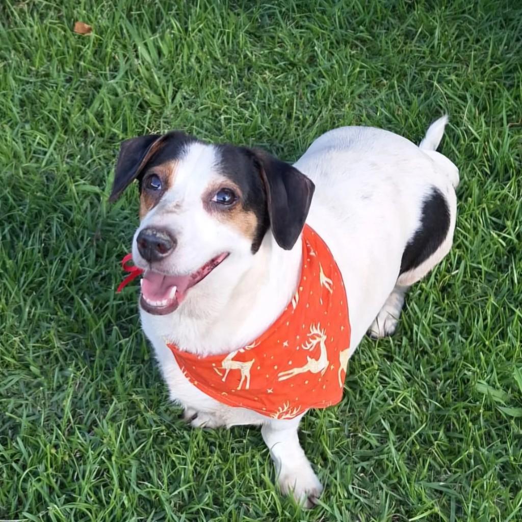 Nutella, cadela de porte pequeno para adoção em São Paulo - SP