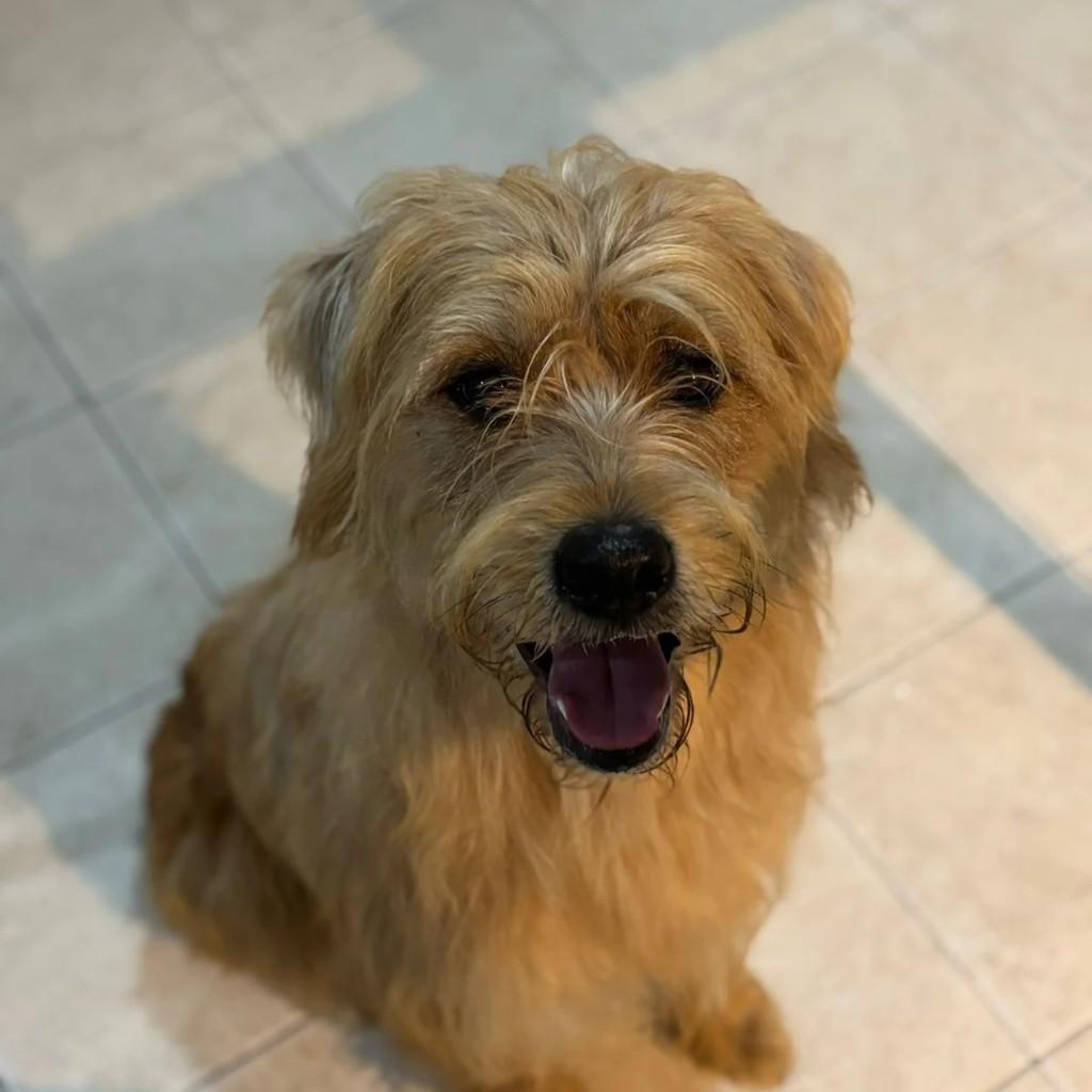 Clotilde, cachorro de porte médio para adoção em São Paulo - SP