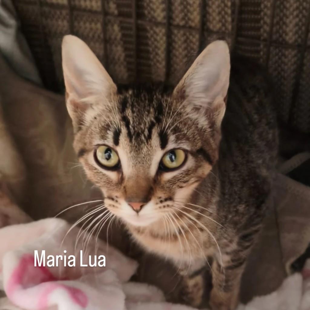 Maria Lua, gato de porte pequeno para adoção em São Paulo - SP