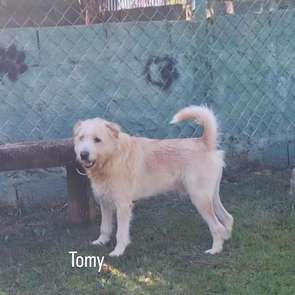 Tomy, cachorro de porte médio para adoção em São Paulo - SP