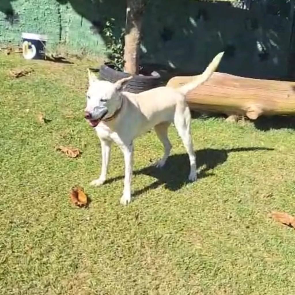 Lilás, cadela de porte pequeno para adoção em São Paulo - SP