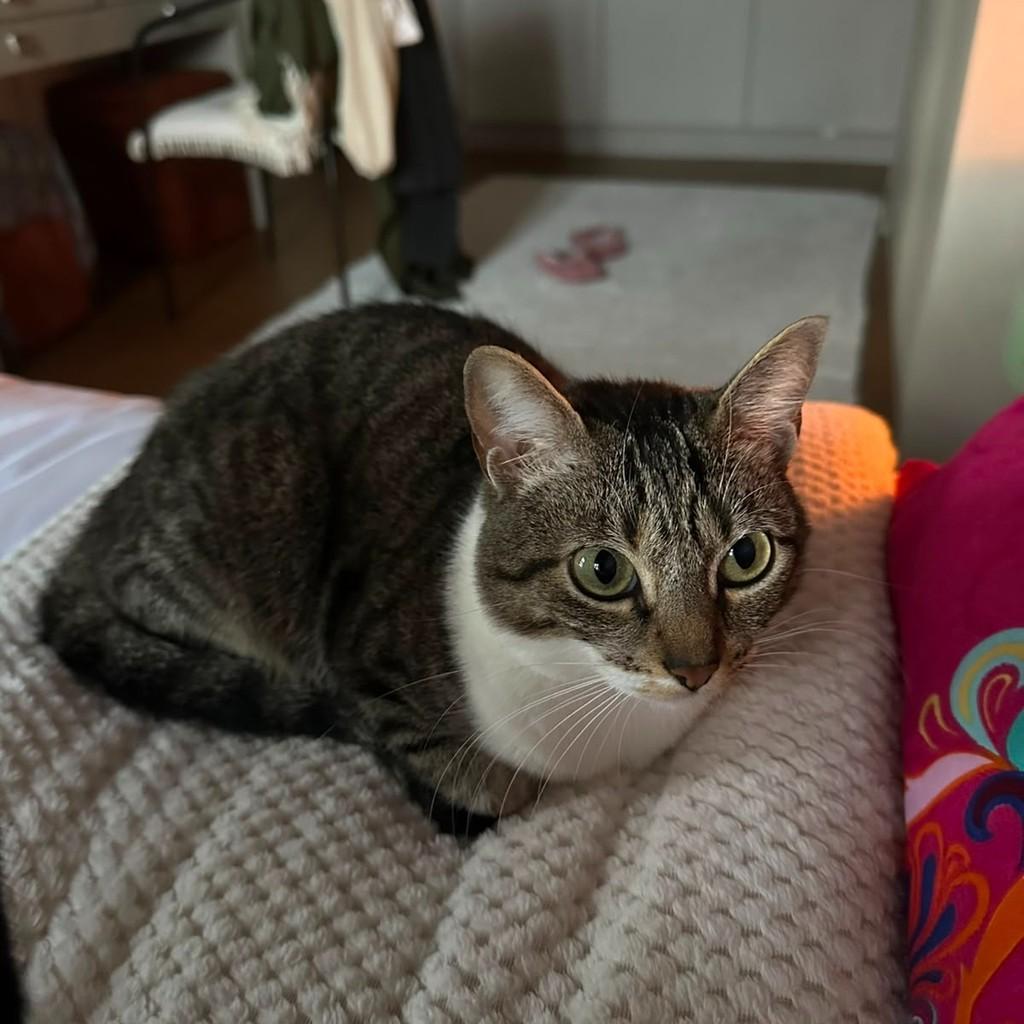 Fifoca, gato de porte médio para adoção em Santana de Parnaíba - SP