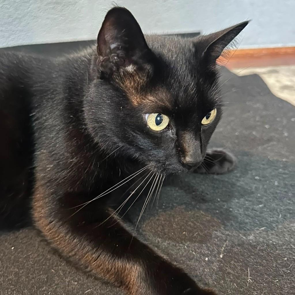 Gerimel, gato de porte médio para adoção em Santana de Parnaíba - SP
