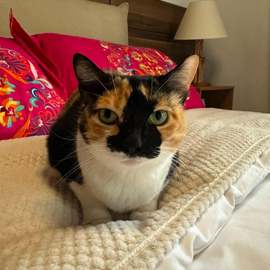 Preciosa, gata de porte médio para adoção em Santana de Parnaíba - SP