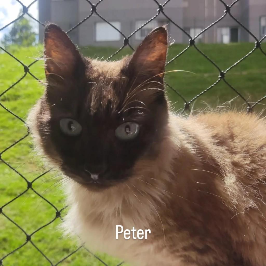 Peter, gato para adoção em São Paulo - SP