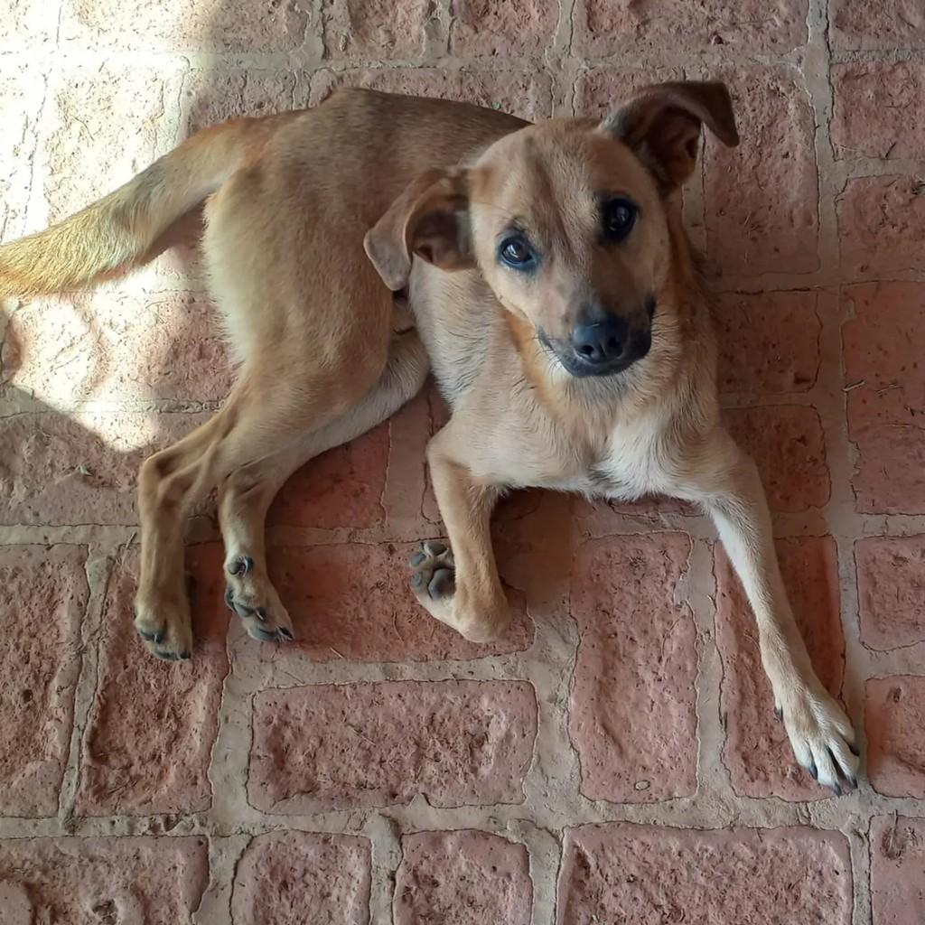 Pulguinha, cadela de porte grande para adoção em Mairinque - SP