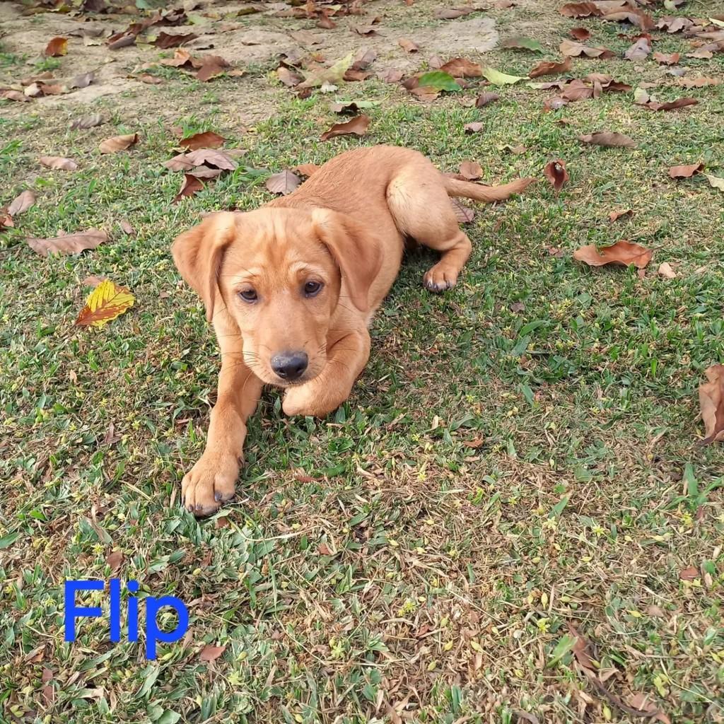 Flip, cachorro de porte pequeno para adoção em Mairinque - SP