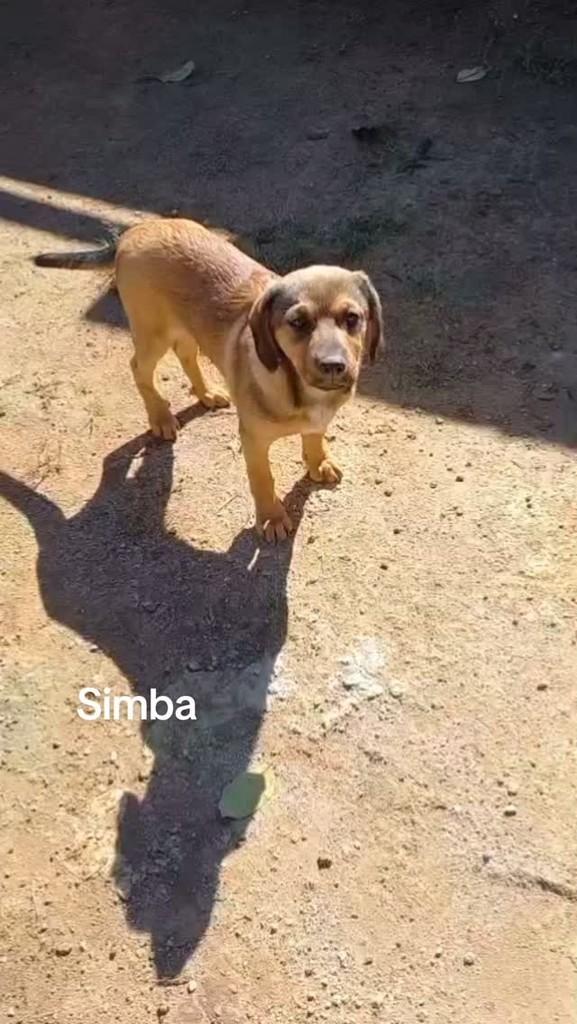 Simba, cachorro de porte pequeno para adoção em Mairinque - SP