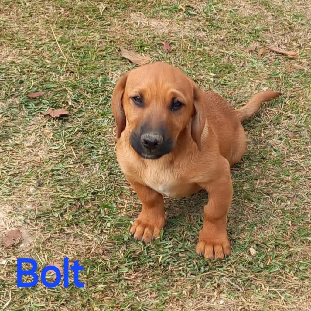 Bolt, cachorro de porte pequeno para adoção em Mairinque - SP