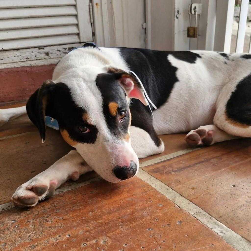 Bob, cachorro de porte médio para adoção em São Paulo - SP
