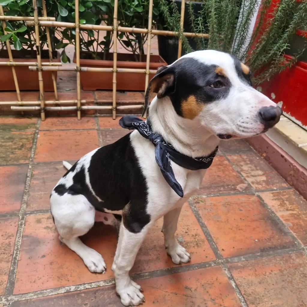 Bob, cachorro de porte médio para adoção em São Paulo - SP — foto 2 de 4