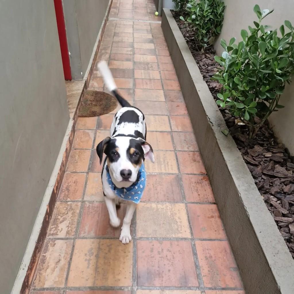 Bob, cachorro de porte médio para adoção em São Paulo - SP — foto 3 de 4