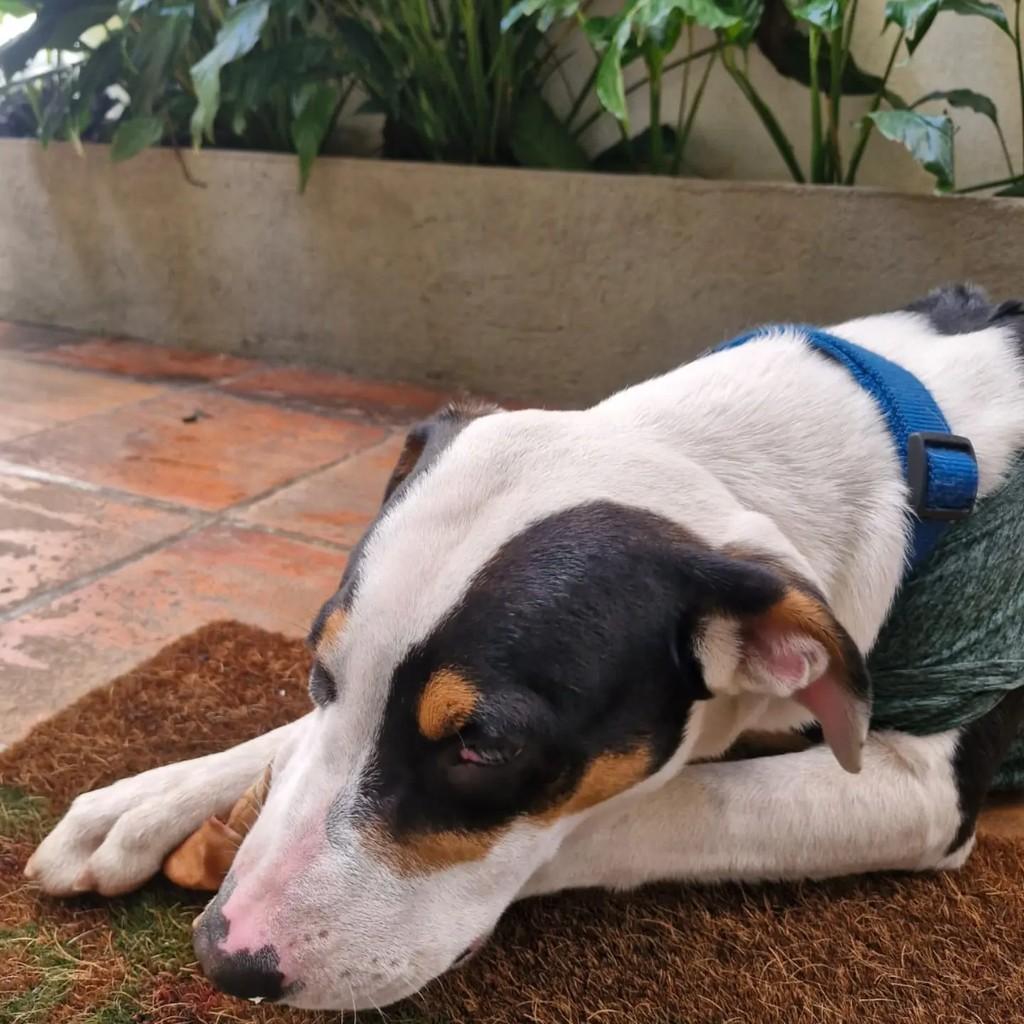 Bob, cachorro de porte médio para adoção em São Paulo - SP — foto 4 de 4