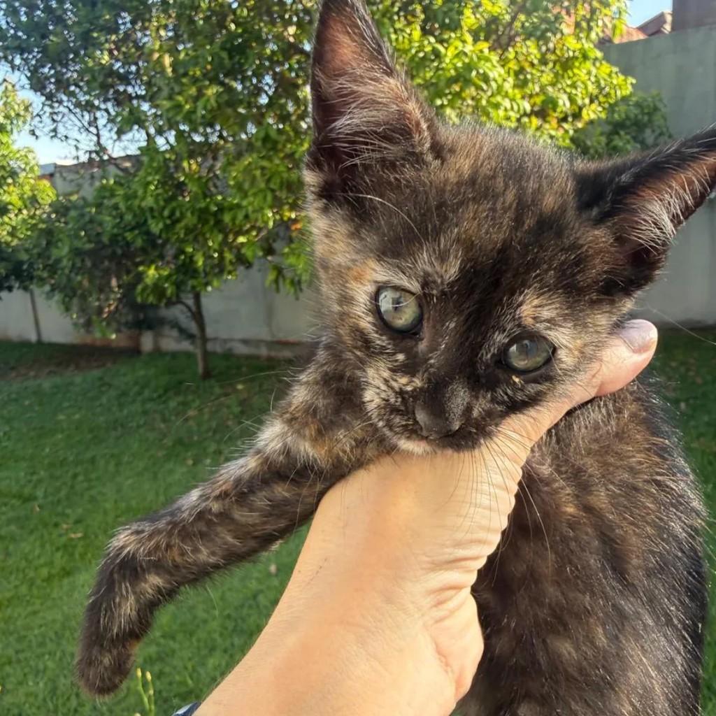 Zelda, gata de porte pequeno para adoção em Campinas - SP