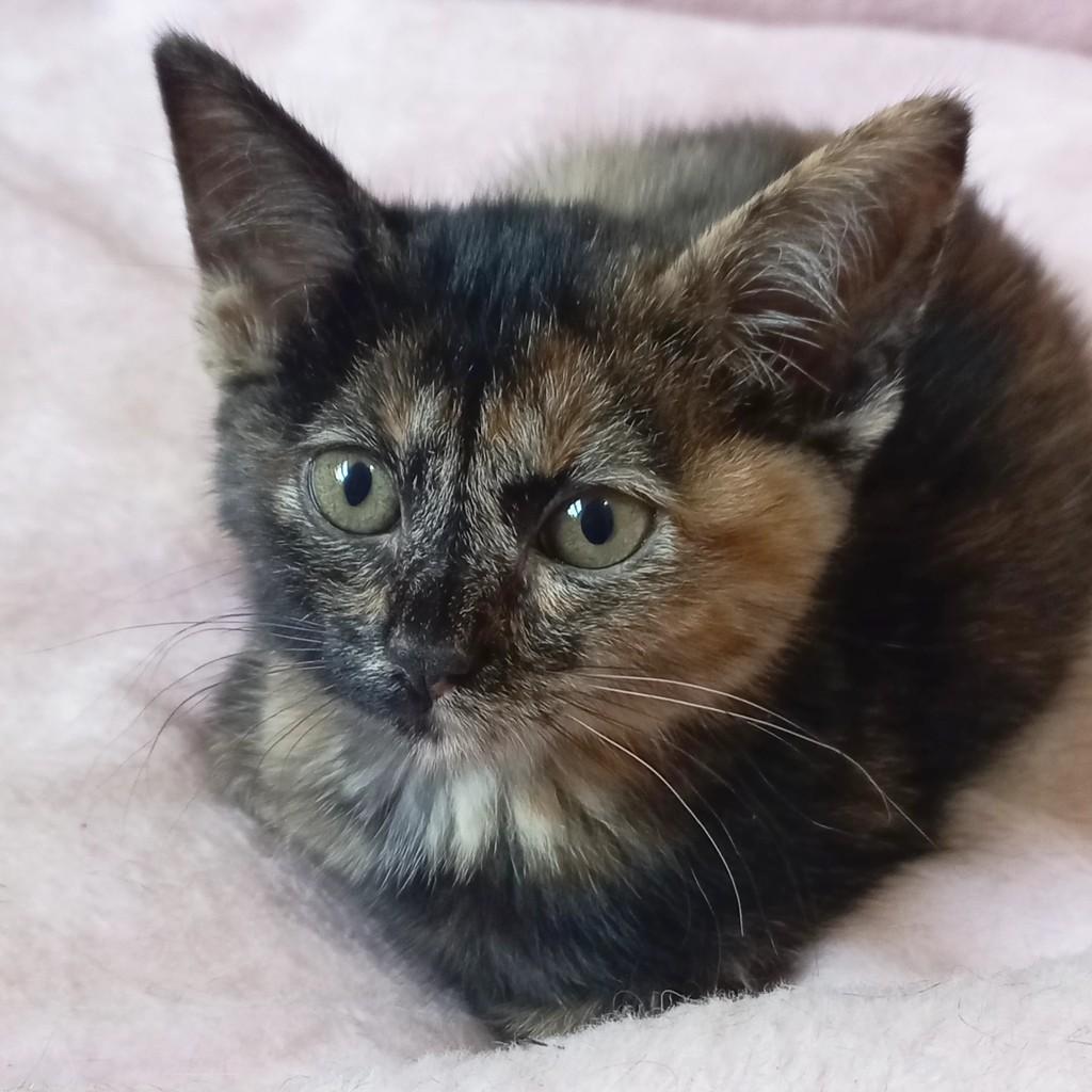Pedrita, gata de porte pequeno para adoção em Campinas - SP