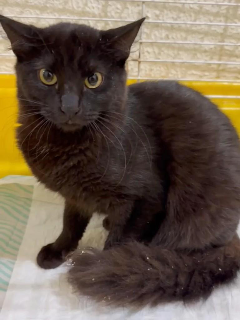 Tobias, gato para adoção em Hortolândia - SP