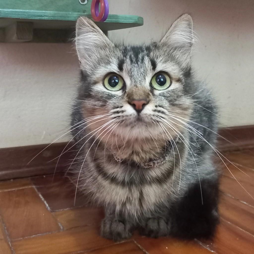 Suzana, gata de porte médio para adoção em Campinas - SP