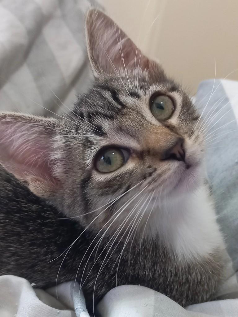 Giselle, gata de porte pequeno para adoção em Campinas - SP
