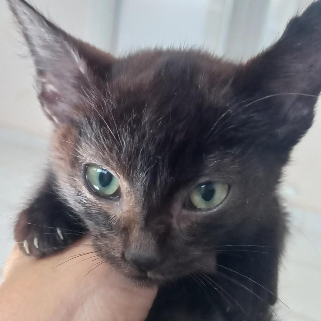 Jandira, gata para adoção em Jandira - SP