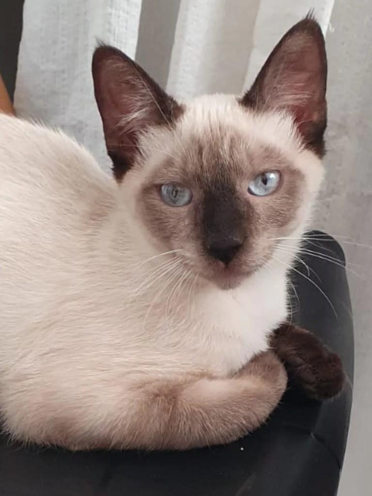 Mingau, gato de porte pequeno para adoção em Campinas - SP