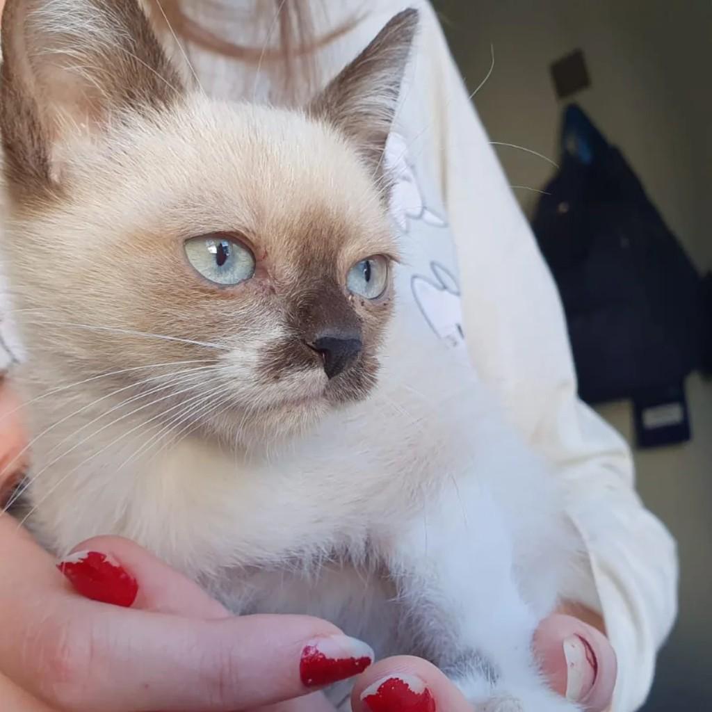 Mia, gata para adoção em Campinas - SP