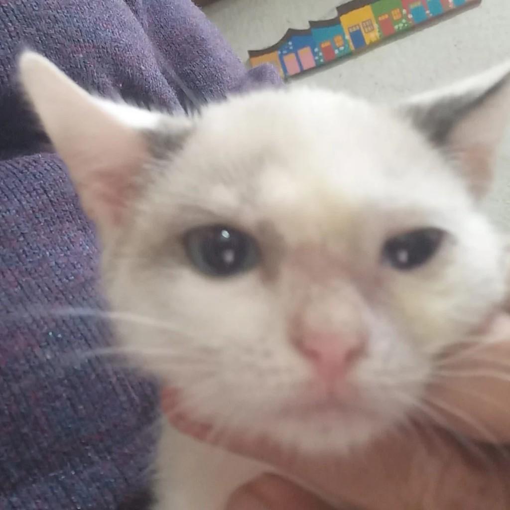 Cloé, gata para adoção em Campinas - SP
