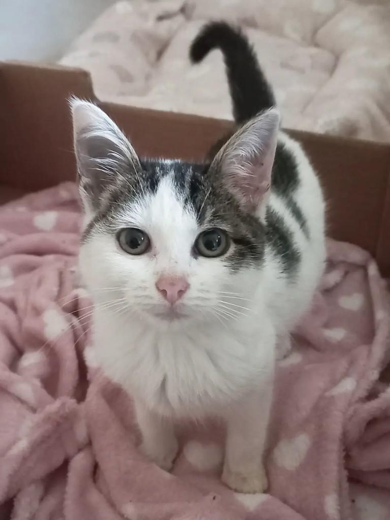 Lira, gata de porte pequeno para adoção em Campinas - SP