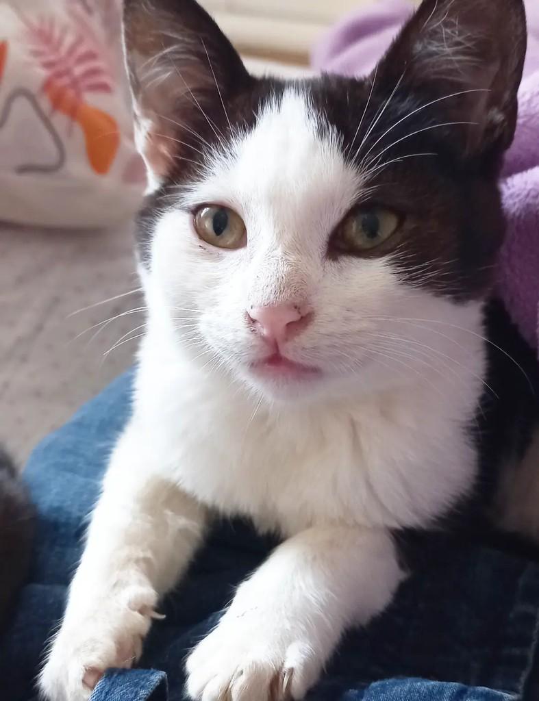 Lorde, gato de porte pequeno para adoção em Campinas - SP