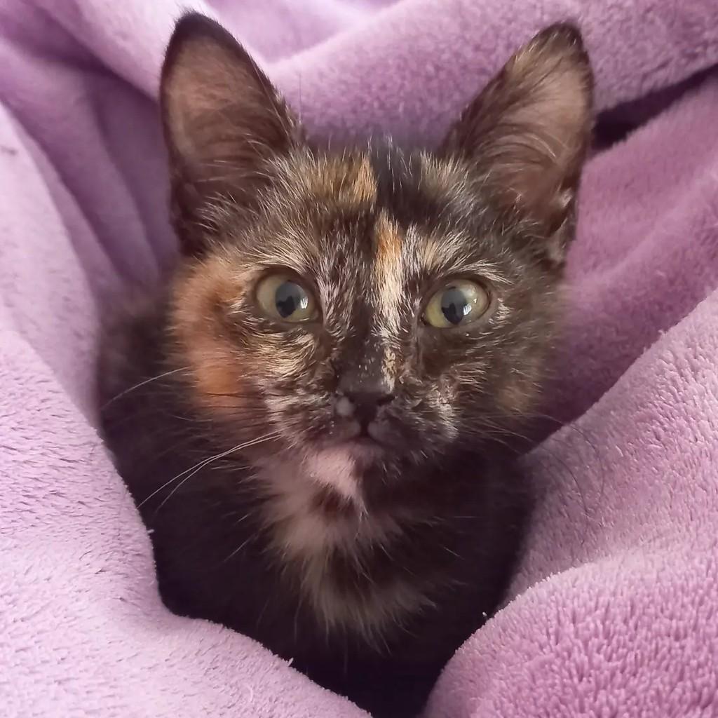 Tiquinha, gata de porte pequeno para adoção em Campinas - SP