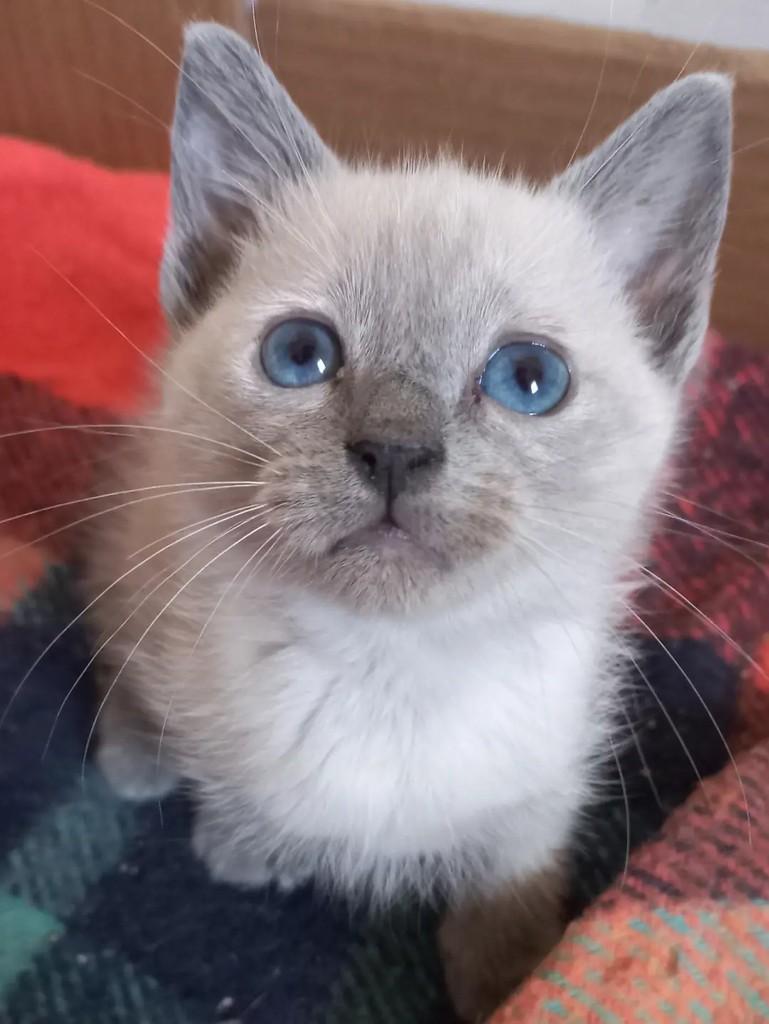 Gardênia, gata de porte pequeno para adoção em Campinas - SP