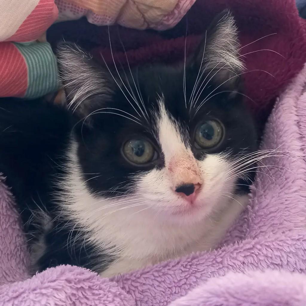 Iara, gata de porte pequeno para adoção em Campinas - SP