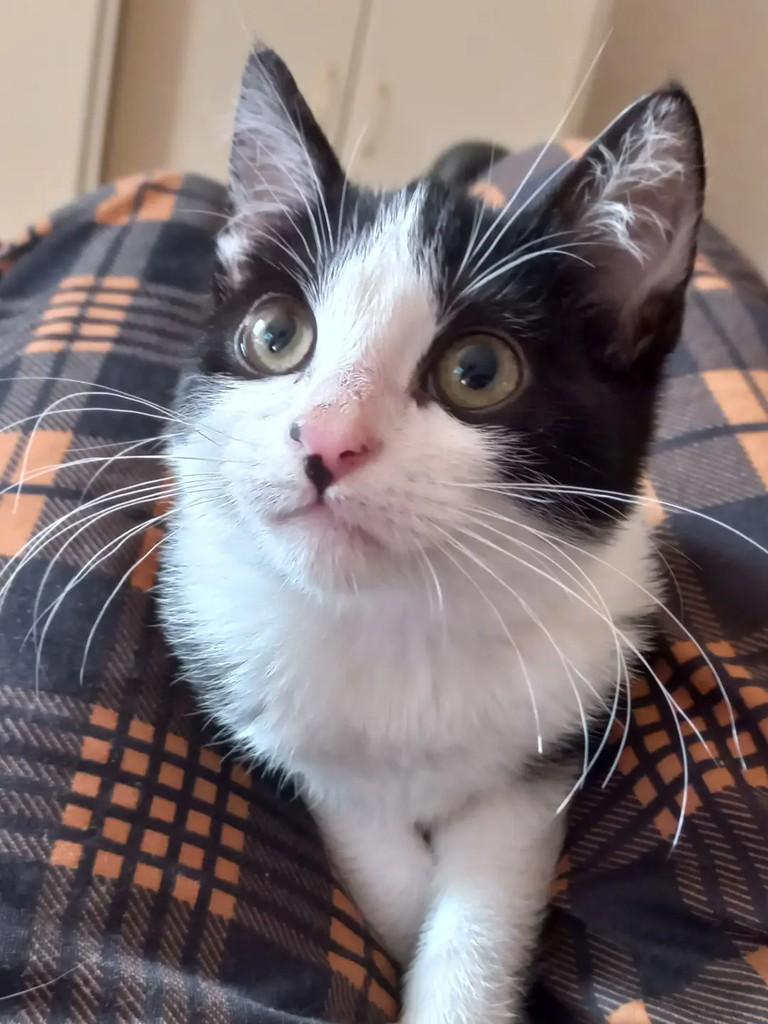 Raji, gato de porte pequeno para adoção em Campinas - SP