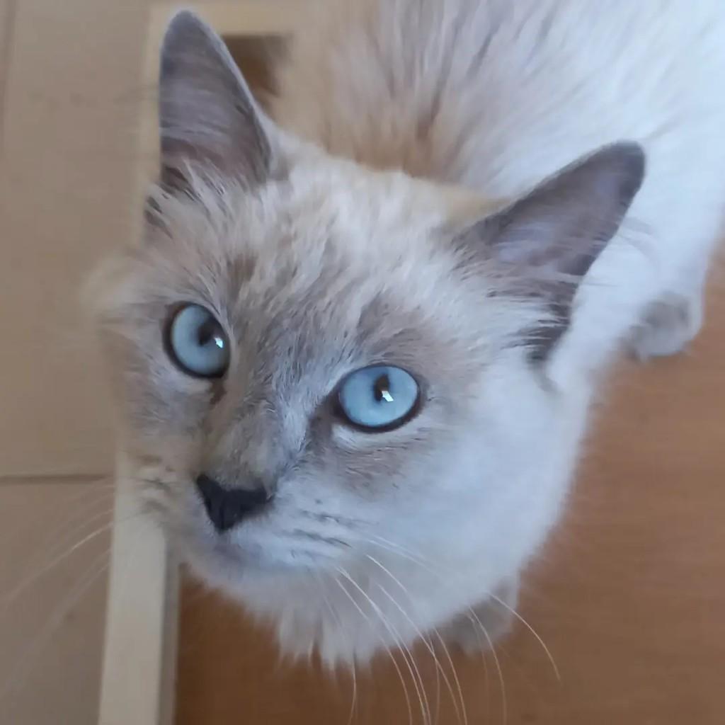 Violeta, gata para adoção em Campinas - SP