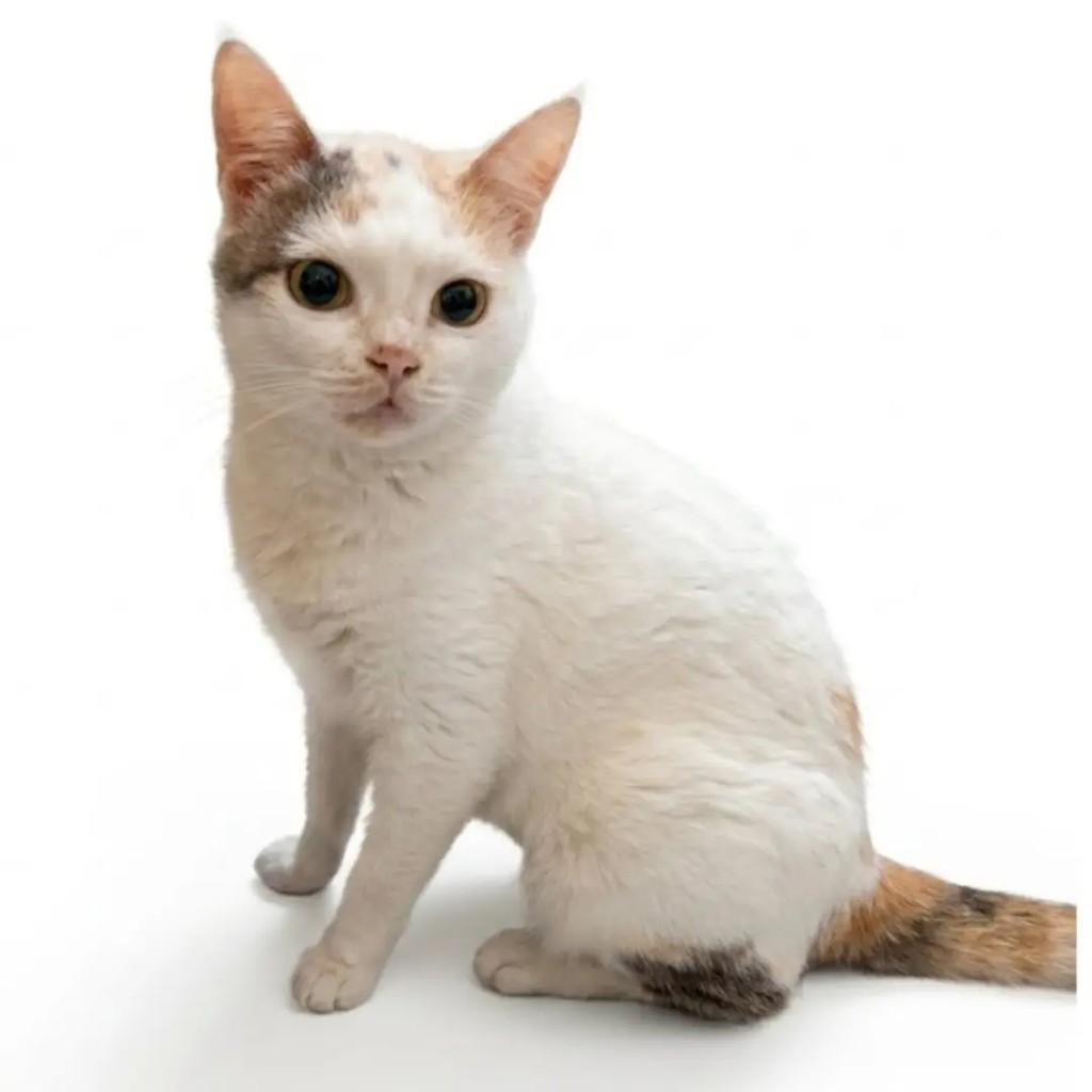 Leninha, gata de porte pequeno para adoção em Campinas - SP